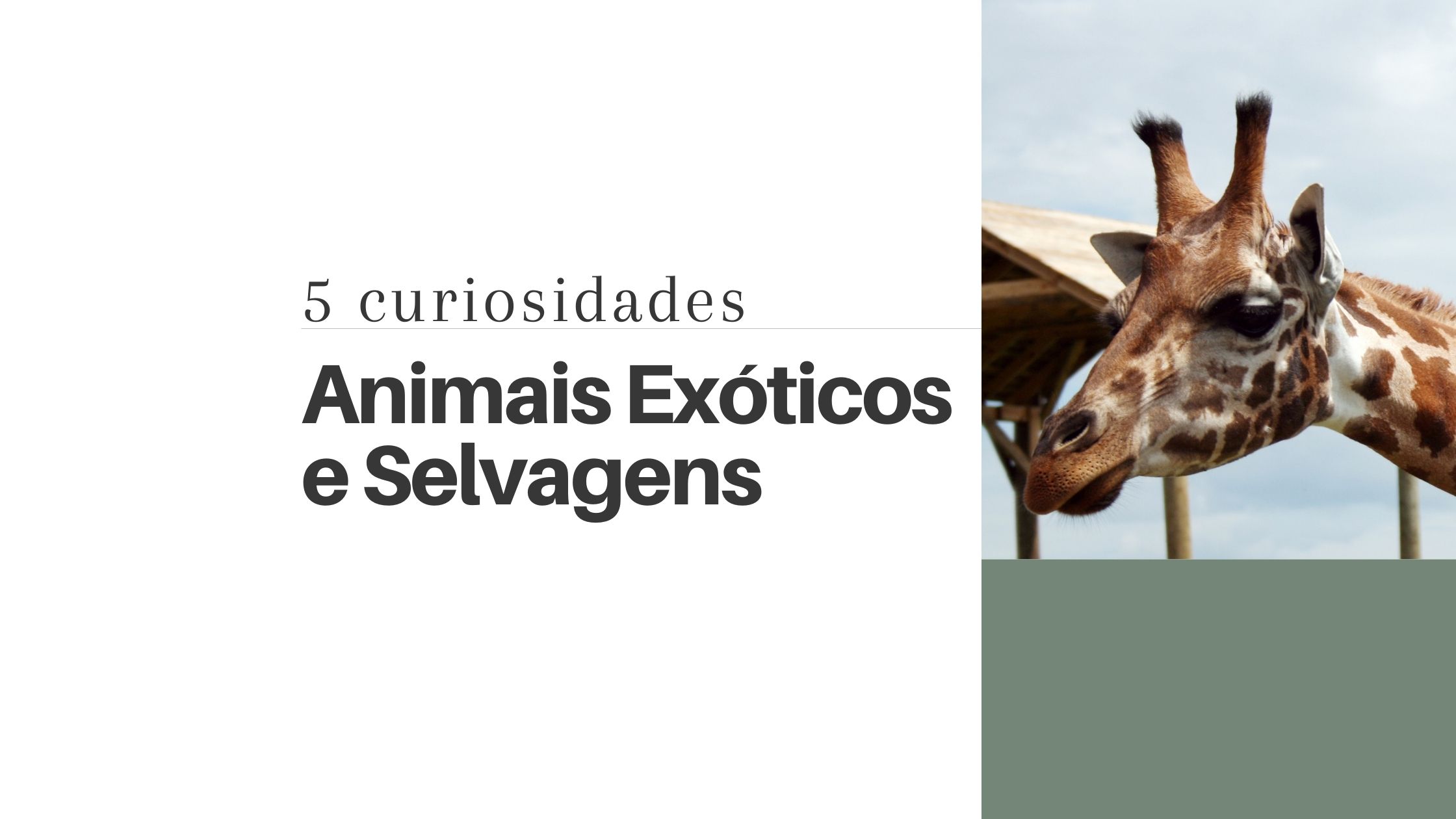 Curiosidades sobre animais exticos e selvagens
